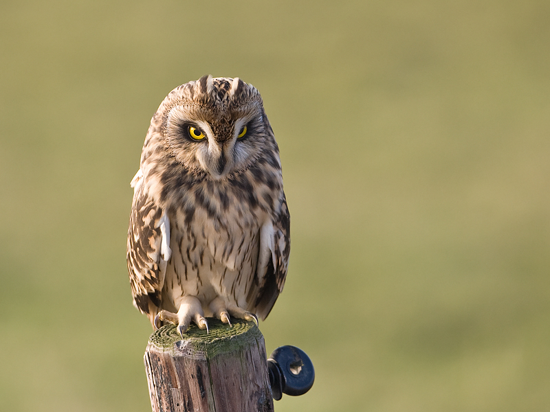 Asio flammeus Short-eard Owl Velduil